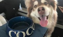 狗狗可以吃网红瓜吗,狗狗能否品尝网红瓜果的甜蜜诱惑？