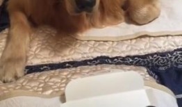 狗狗可以吃网红瓜吗,狗狗能否品尝网红瓜果的甜蜜诱惑？