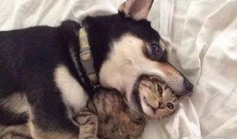 猫咪爆料合集视频大全下载,萌宠瞬间，笑料横生