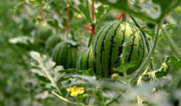 风筝在线观看西瓜,揭秘剧情高潮与情感纠葛