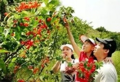 樱桃谷 在线观看,在线揭秘神秘山谷的奇幻之旅